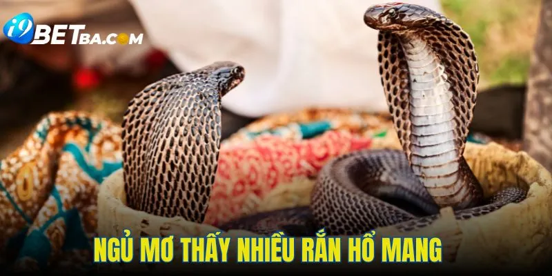 Giải mã trường hợp nằm mơ thấy nhiều rắn hổ mang