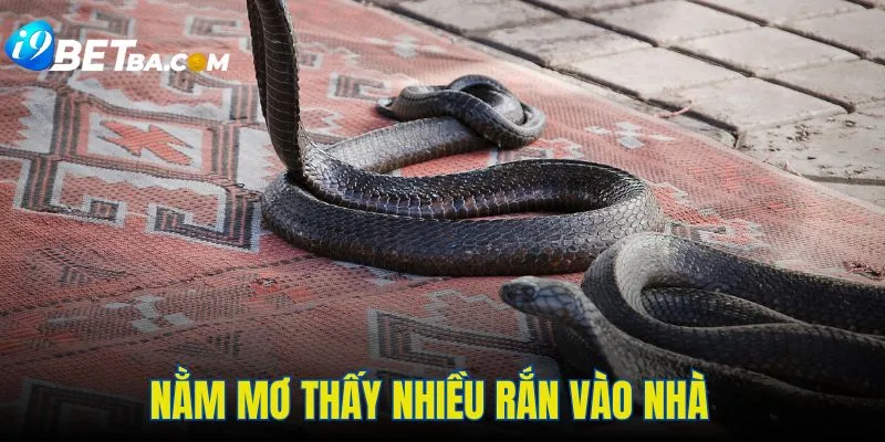 Khám phá tình huống nằm mơ thấy nhiều rắn vào nhà